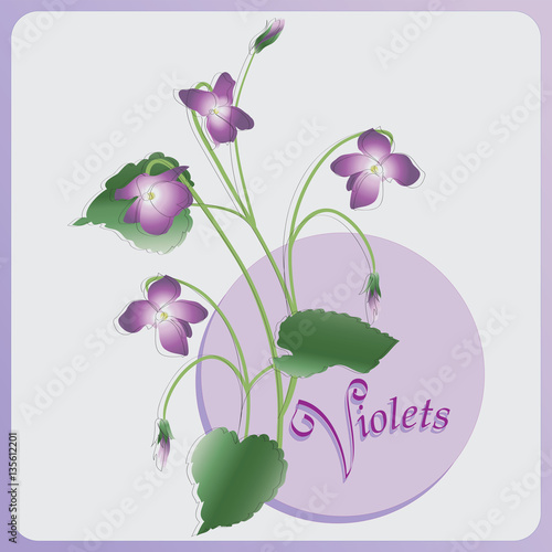Bunch of violets. Vector image. Composition for decoration holiday cards, packaging, perfume, confectionery, Souvenirs.