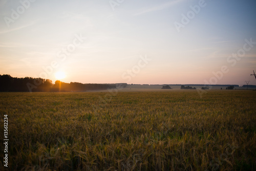 красивое поле пшеницы на закате
