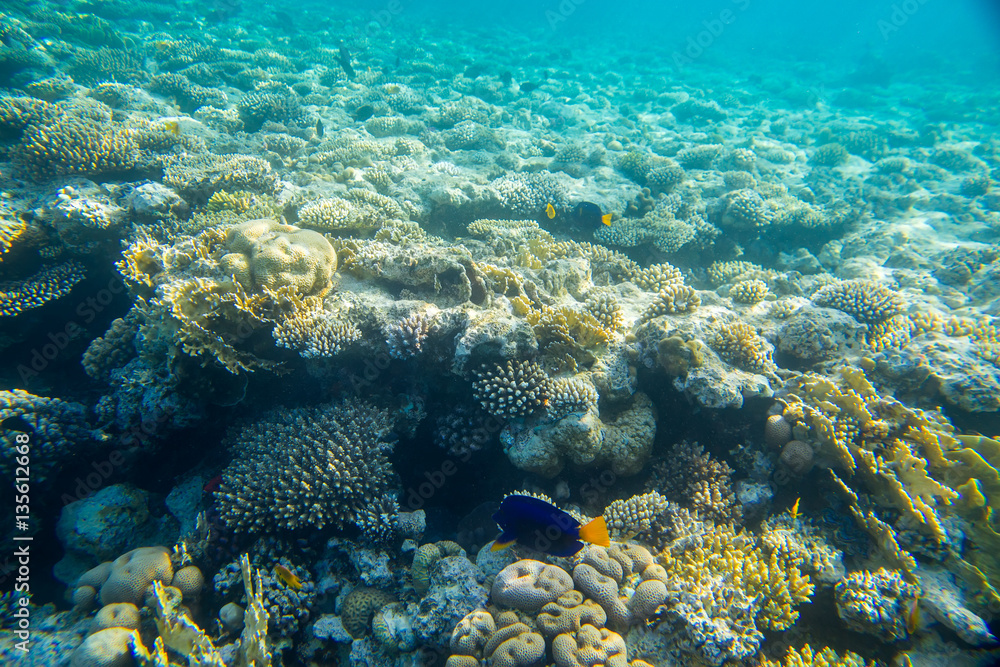 Obraz premium beautiful and diverse coral reef with fishes of the red sea in Egypt, shooting under water