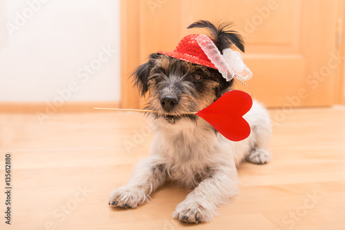Romantic dog - jack russell terrier 