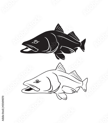 snook fish