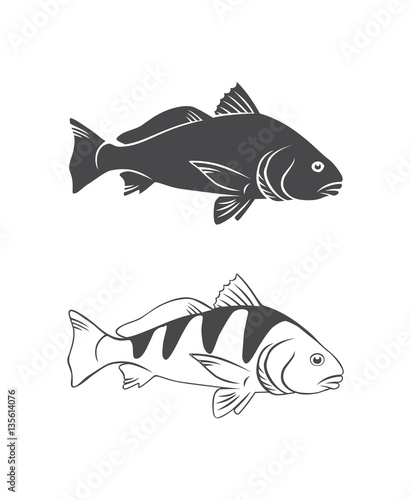 black drum