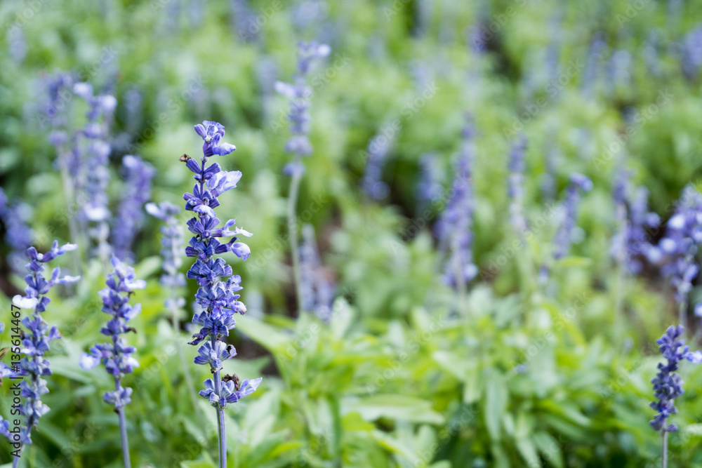 Naklejka premium Lavender purple flowers blossom field garden. beautiful natural background.