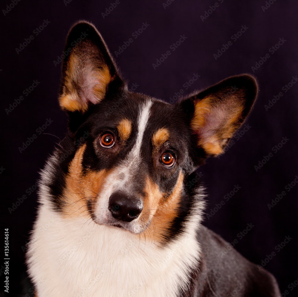 Portrait of a dog breed Cardigan Welsh Corgi on a black backgrou Portrait of a dog breed Cardigan Welsh Corgi on a black backgrou