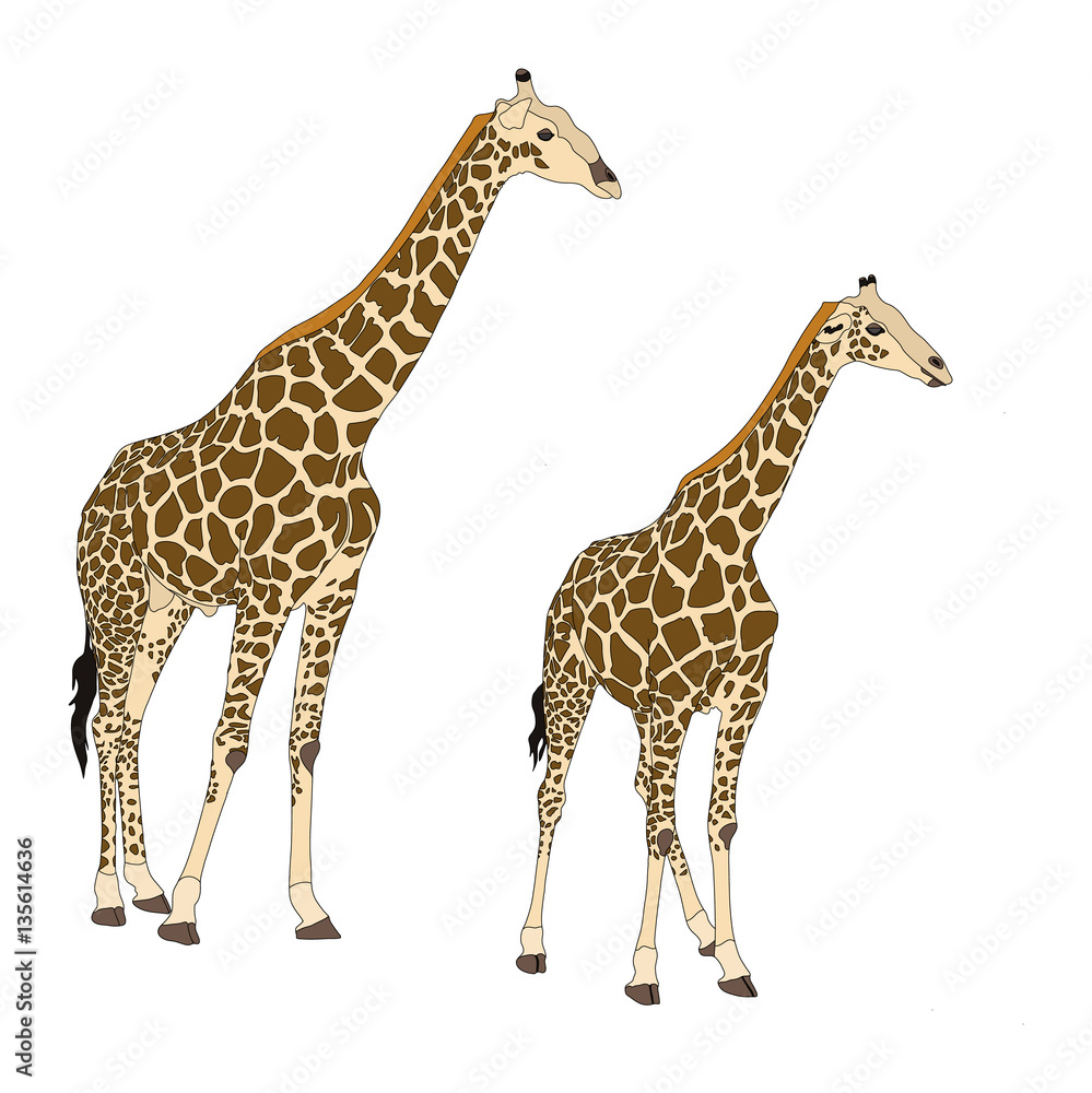 Obraz premium Two giraffes standing