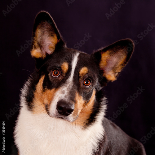 Portrait of a dog breed Cardigan Welsh Corgi on a black backgrou