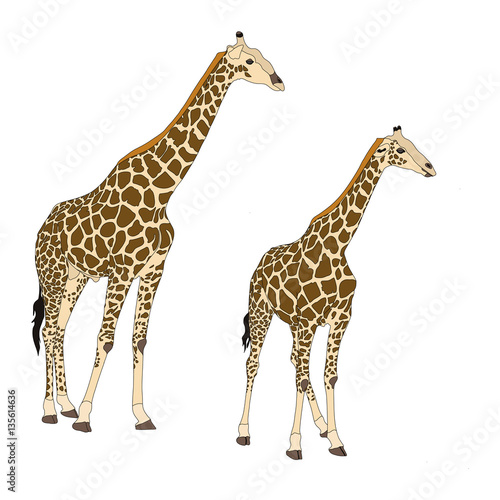 Two giraffes standing