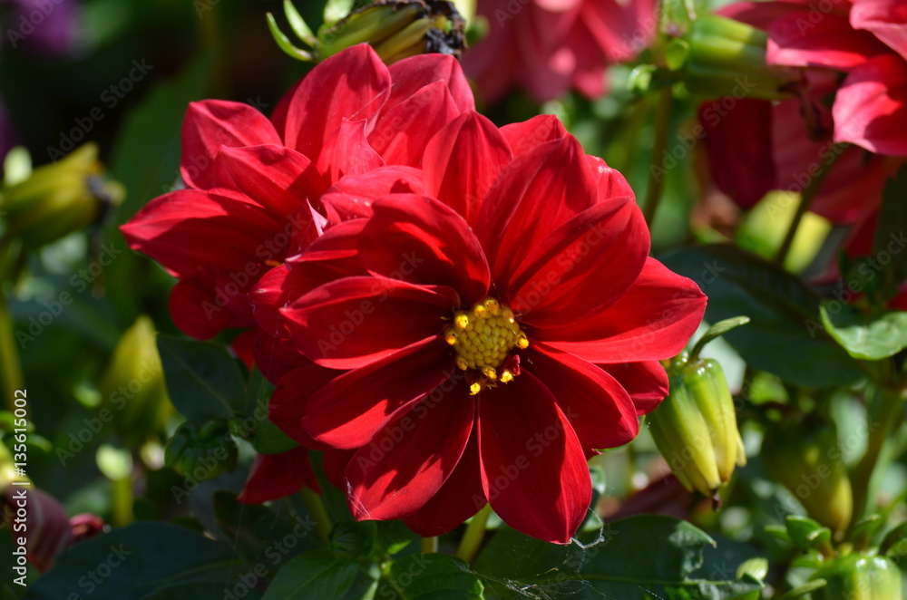 flower flower