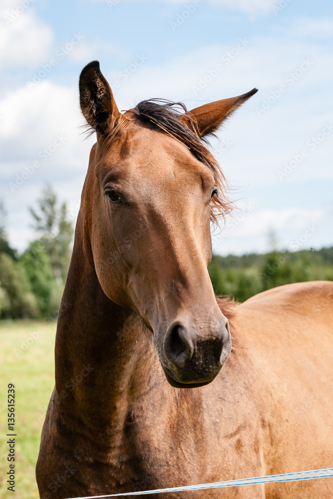 Obraz premium wild horses in the field