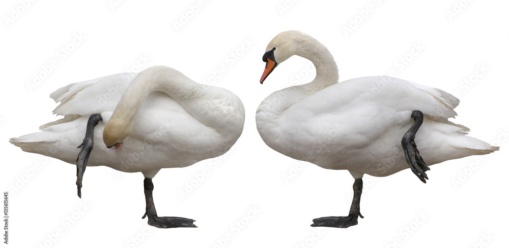 Fototapeta premium Two swans standing on one leg isolated on white