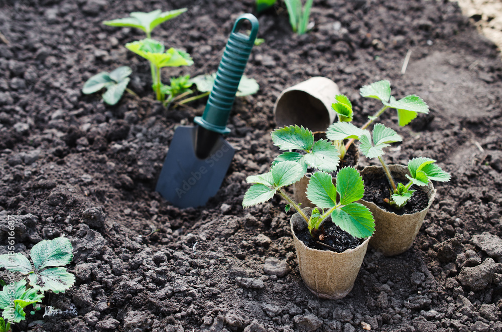 Strawberry Plants With Gardening Tools. Stock Photo | Adobe Stock