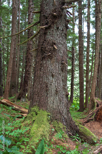 Temperate forest close-up