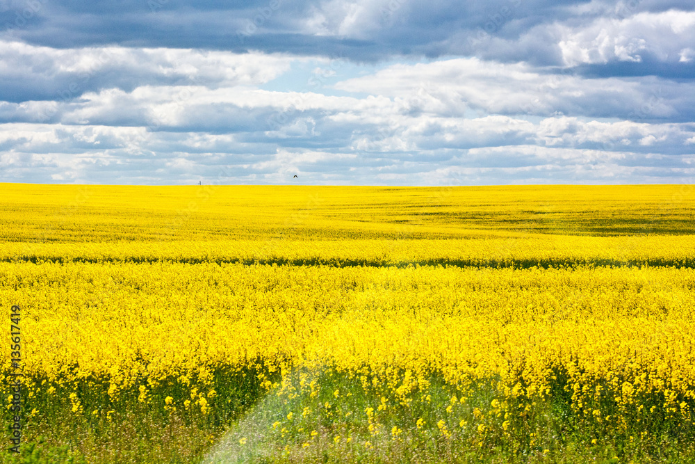 field of yellow rape against cloudy blue sky