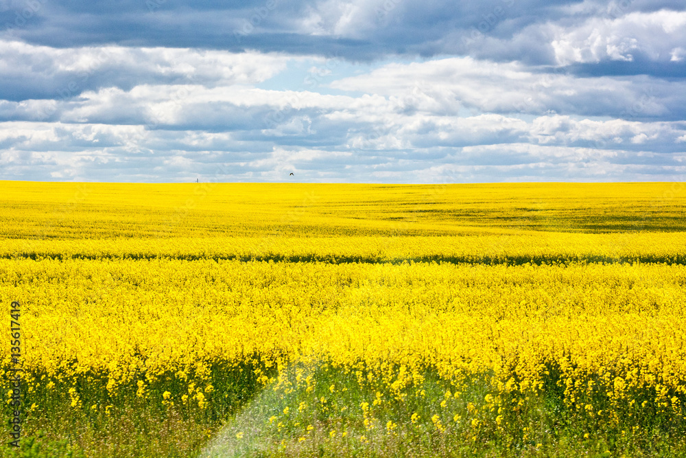 Obraz premium field of yellow rape against cloudy blue sky