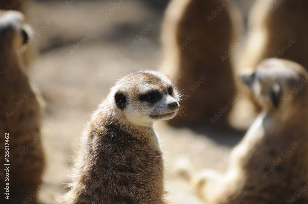 Fototapeta premium Family of Meerkats in the sun