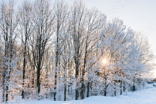 sunset in the winter forest