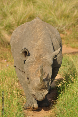 Rhino walking