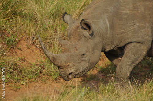 Rhino strolling in South Africa