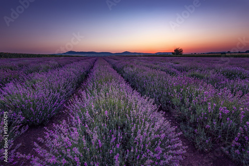 Lavender fields. Beautiful image of lavender field. Summer sunrise landscape  contrasting colors  dramatic sky.