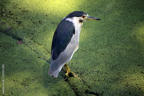 Fotografija Black-crowned Night Heron