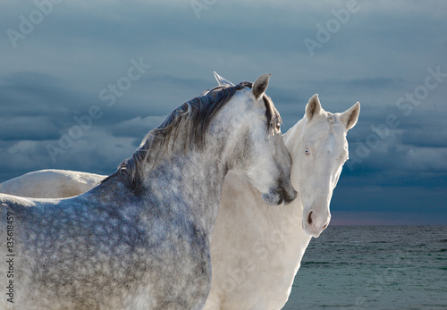 Two light gray horses on sea background