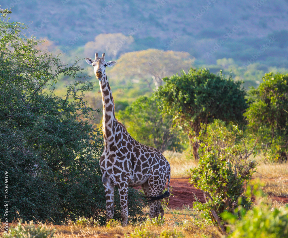 Fototapeta premium Giraffe in East Tsavo Park in Kenya