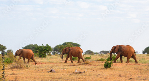 Red elephant family in Tsavo East National Park. Kenya.