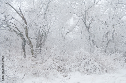 Wallpaper Mural Freezing rain covered the trees and surface in a park forest Torontodigital.ca
