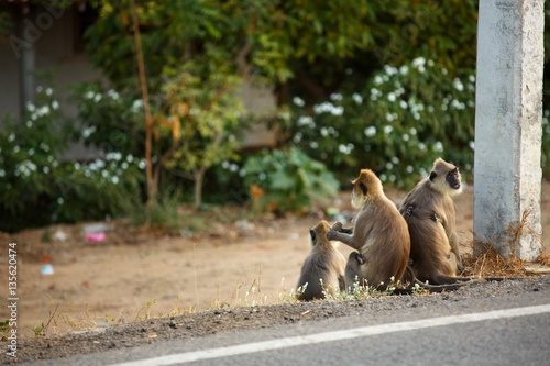 Three monkey on the side of the road © vova1675