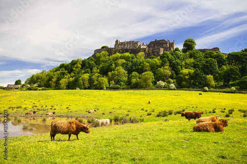 Highland cow in front of Stirling Castle photo