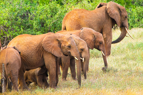 Red elephants in Tsavo East National Park. Kenya.