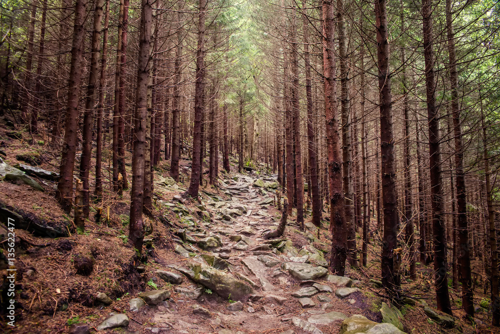 Fototapeta premium path in the forest in the Carpathian mountains