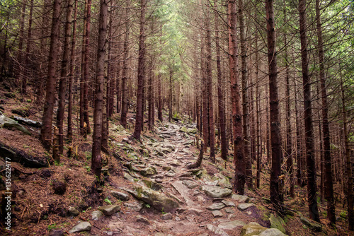Fototapeta Naklejka Na Ścianę i Meble -  path in the forest in the Carpathian mountains
