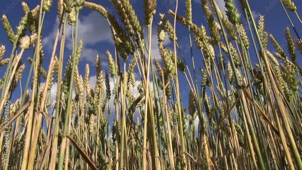 ripening summer wheat plants in field and sky clouds ripening summer wheat plants in field and sky clouds