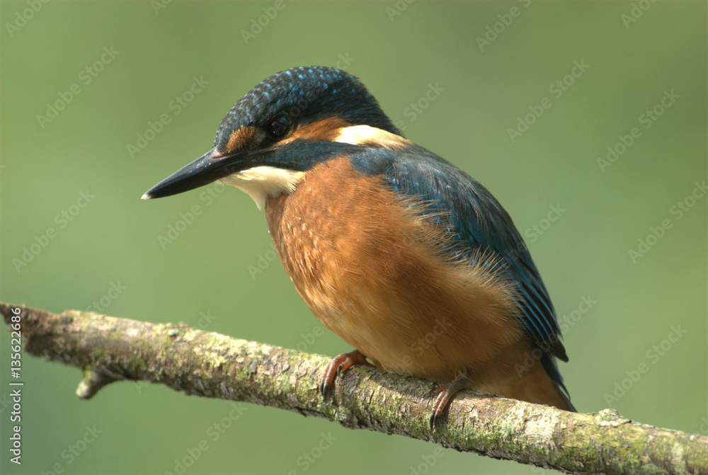 Eisvogel auf Ast