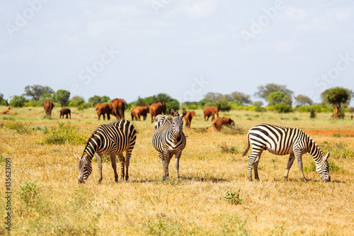 Zebras family in Tsavo East park, Kenya.