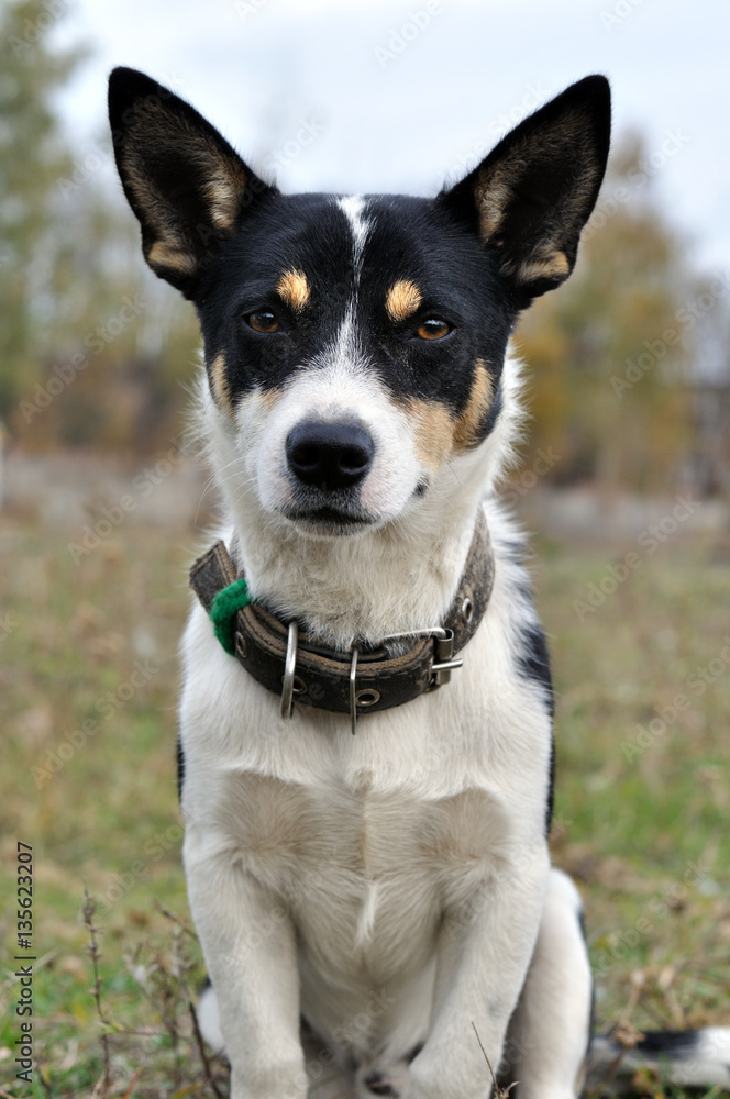 outdoors  portrait of outbred dog,waiting for owner