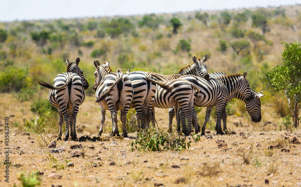Obraz premium Zebras family in Tsavo East park, Kenya.