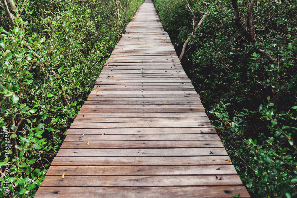 Tree tunnel, Wooden Bridge In Mangrove Forest Tree tunnel, Wooden Bridge In Mangrove Forest