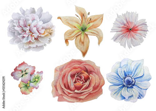Fototapeta Naklejka Na Ścianę i Meble -  Set with flowers. Rose. Alstroemeria. Peony. Lily. Anemone. Rose. Watercolor illustration.