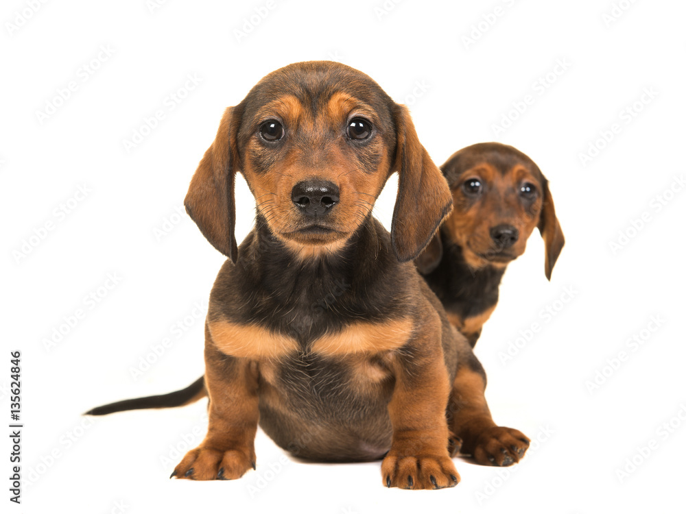 Cute sitting shorthair dachshund puppy dogs facing the camera isolated on a white background
