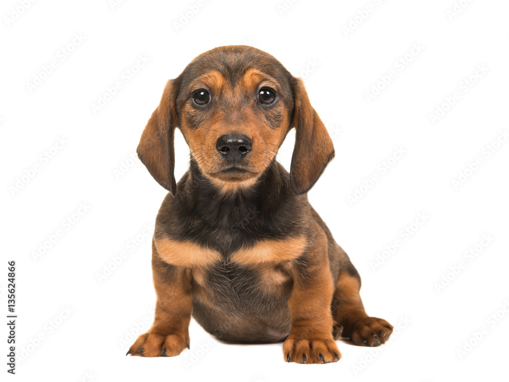 Cute single sitting shorthair dachshund puppy dog facing the camera isolated on a white background