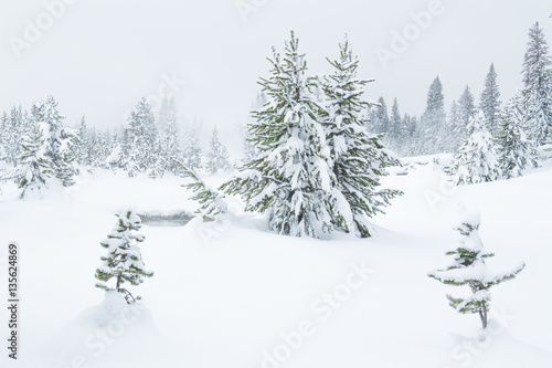 Winter in Yellowstone