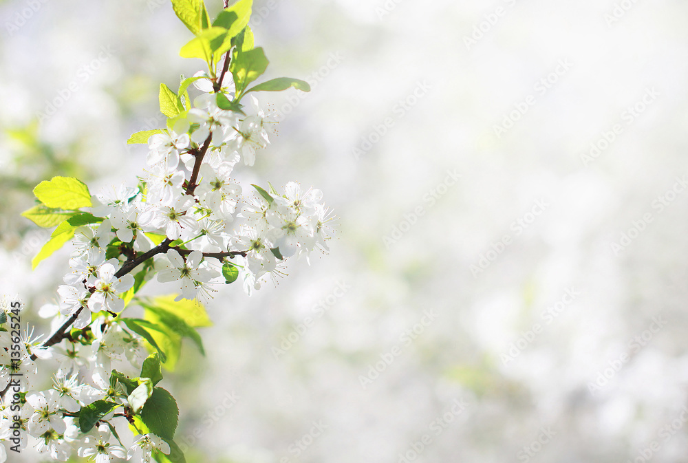 Spring floral background, white flowers of branch blossom apple