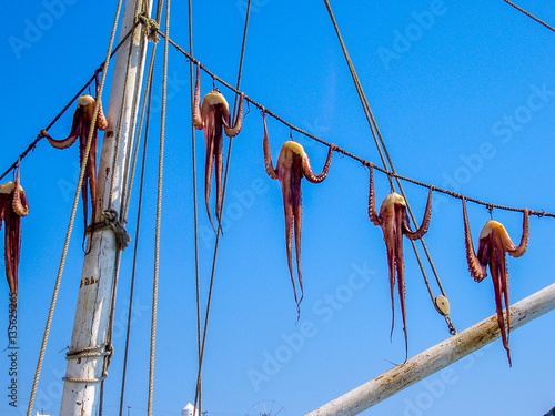 Griechenland Tintenfisch an der Leine photo