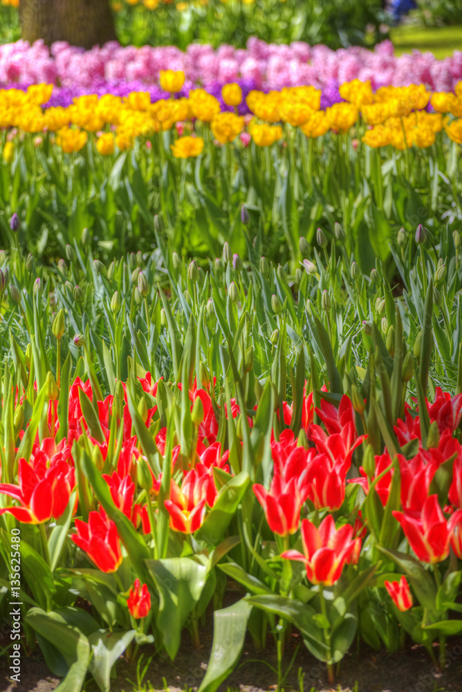 Obraz premium pink, red and orange tulip field in North Holland
