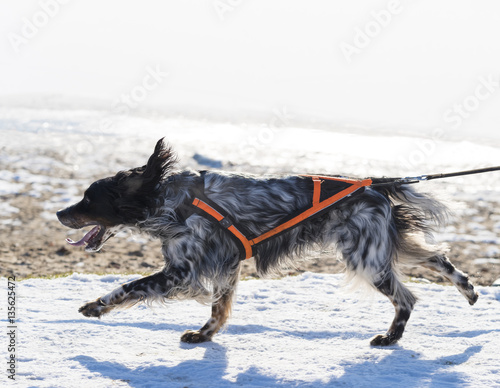 dog running in snow photo