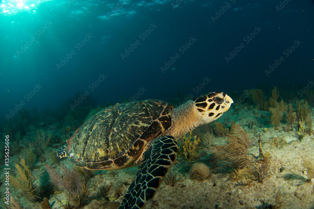 Obraz premium Hawksbill sea turtle in the Florida Keys