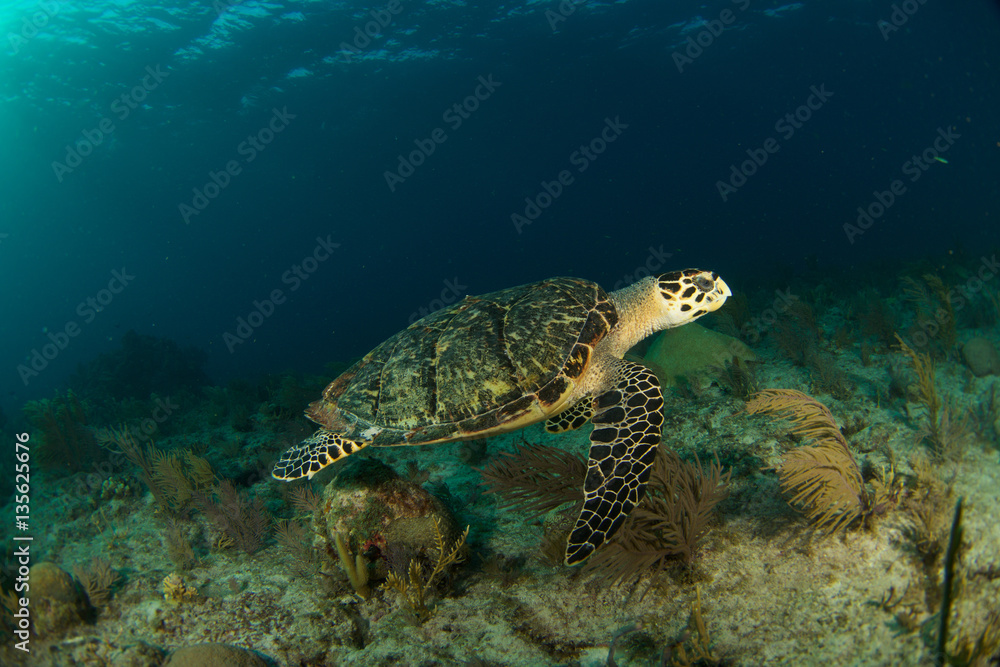 Naklejka premium Hawksbill sea turtle in the Florida Keys