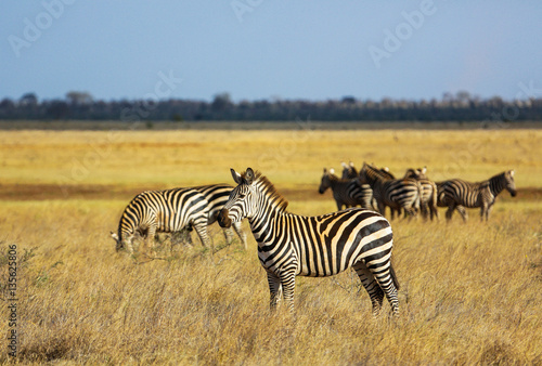 Wild zebras on savanna in Tsavo West National Park  Kenya  East